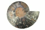Cut & Polished Ammonite Fossil (Half) - Unusual Black Color #281446-1